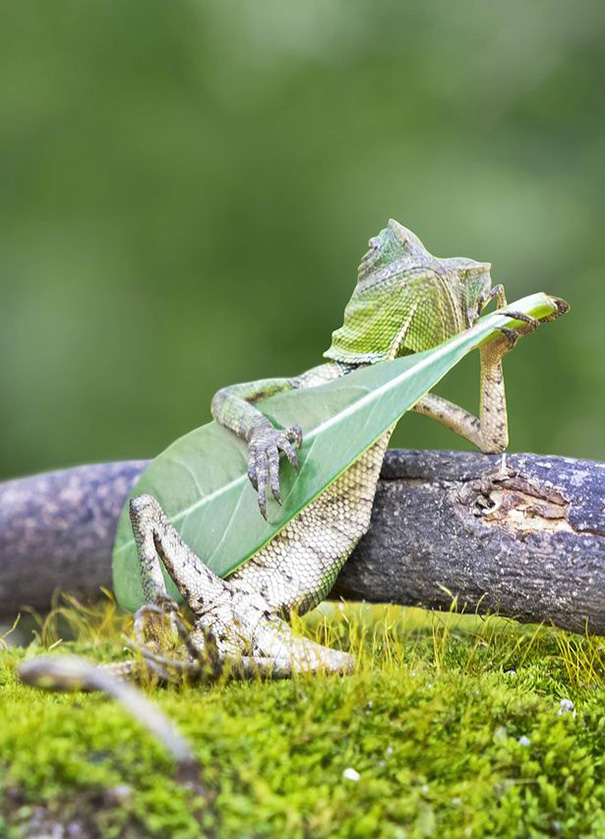 lagarto tocando la guitarra