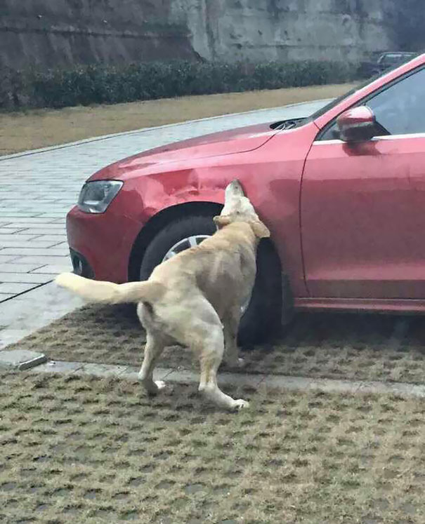 perros con sed de venganza 4