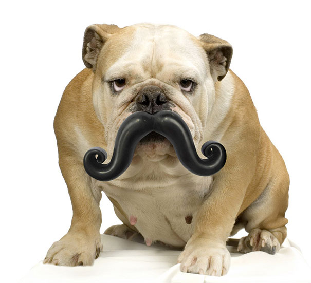 perros graciosos 10