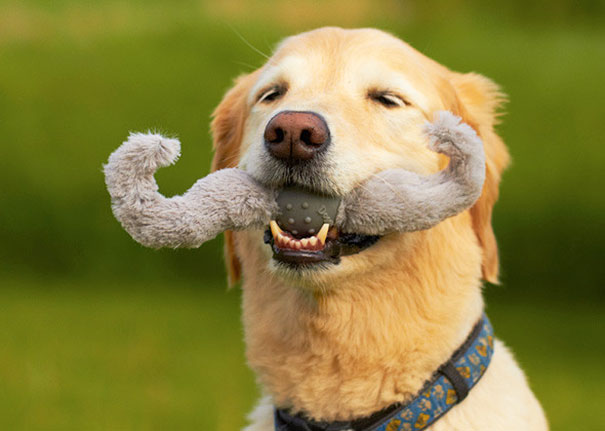 perros graciosos 13