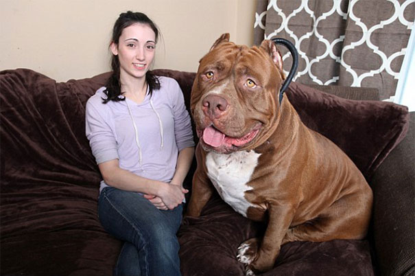pitbull 80 kilos 12