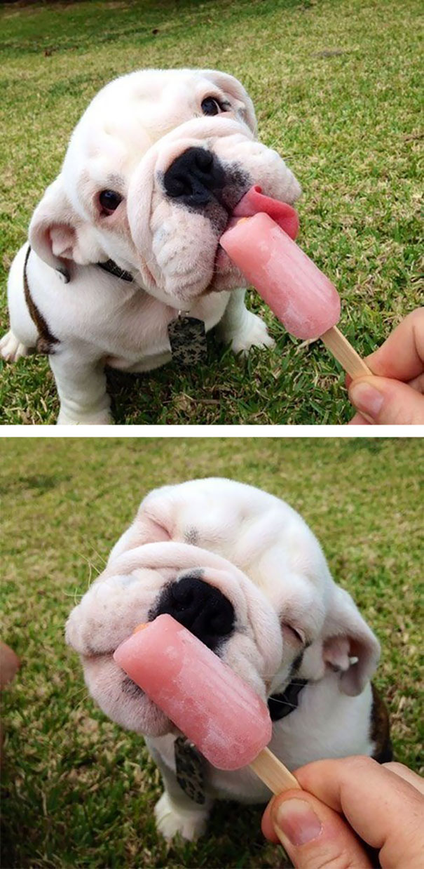 bulldog 11