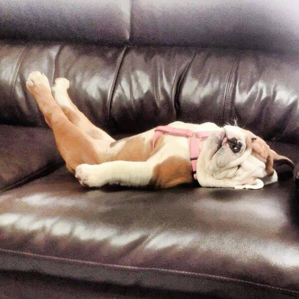 bulldog 12