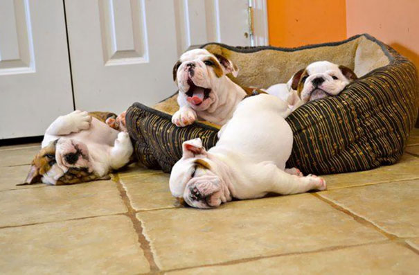 bulldog 13