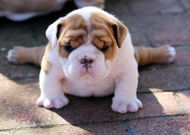 bulldog 15