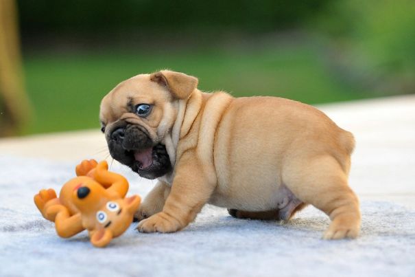bulldog 16