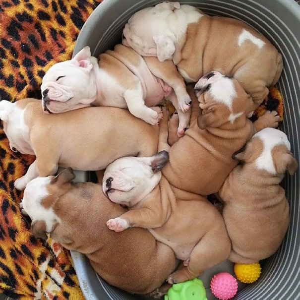 bulldog 17