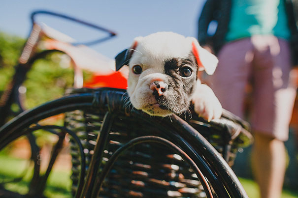 bulldog 18