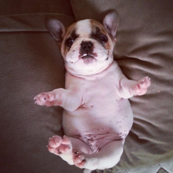 bulldog 19