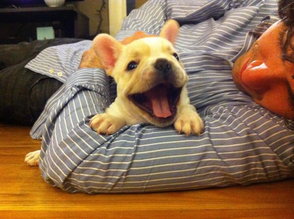 bulldog 2