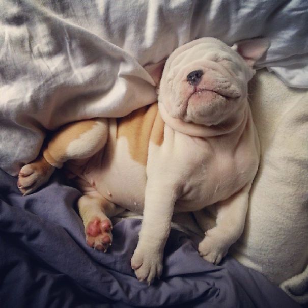 bulldog 20