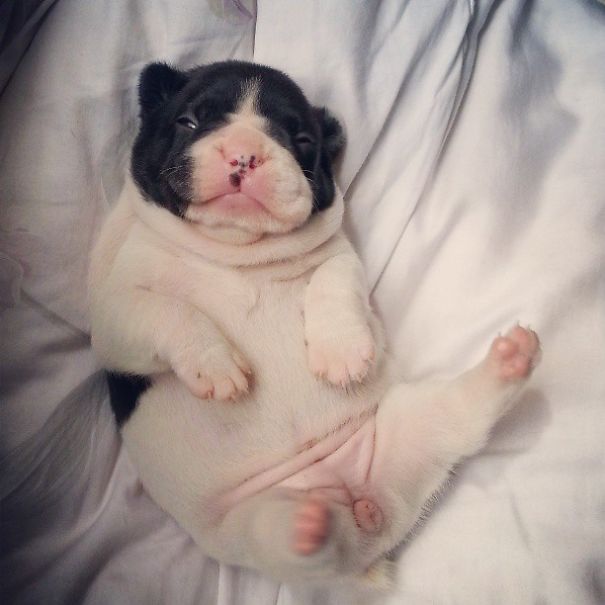 bulldog 21