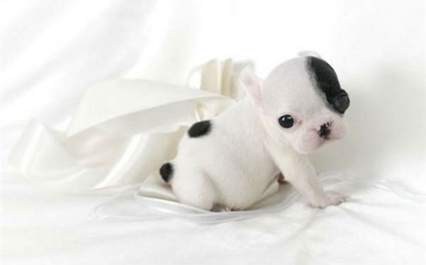 bulldog 22