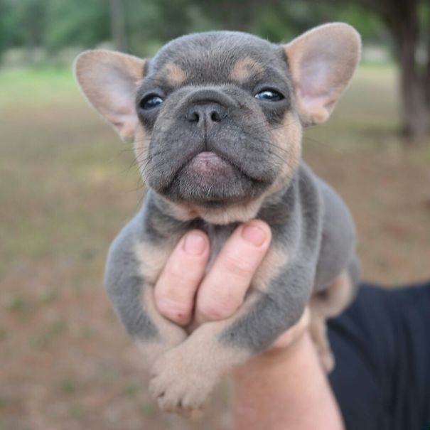 bulldog 23