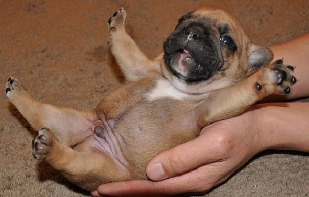 bulldog 26