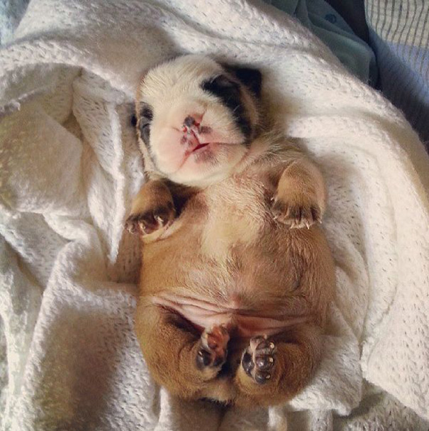 bulldog 3