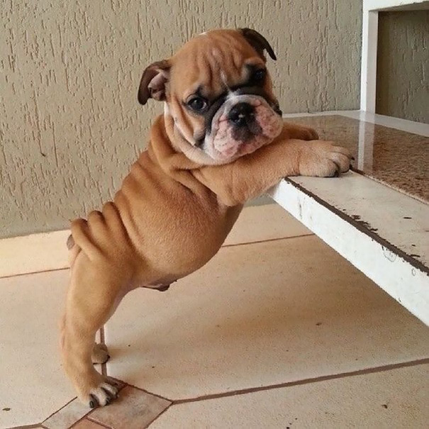 bulldog 4