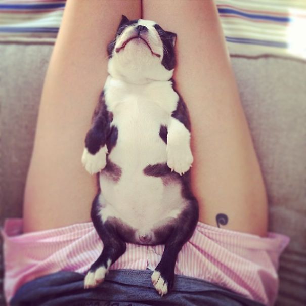 bulldog 6
