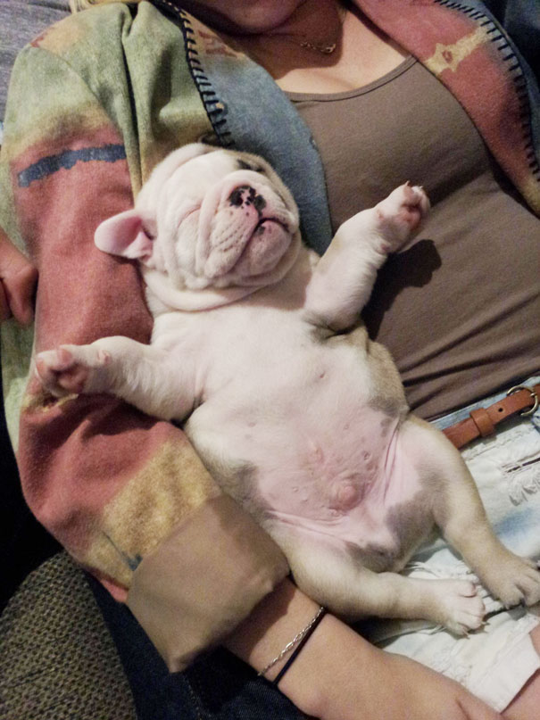 bulldog 8