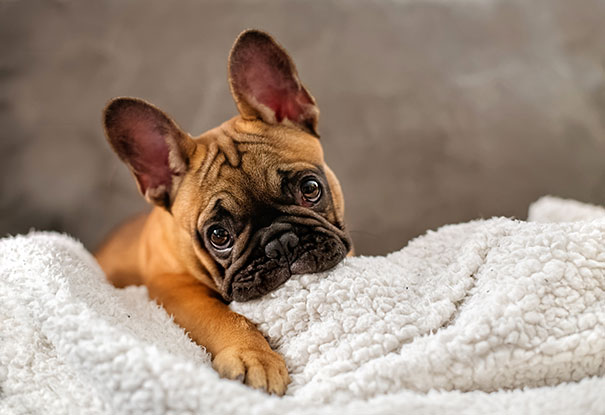 bulldog 9
