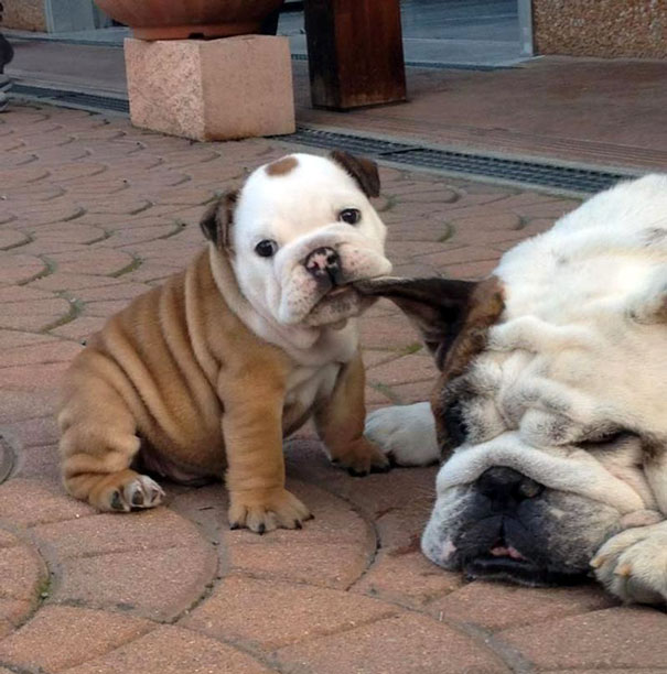 bulldog