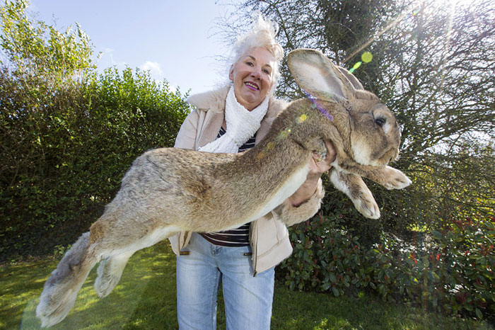 conejo enorme
