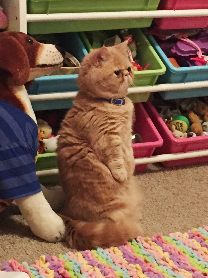 gato George