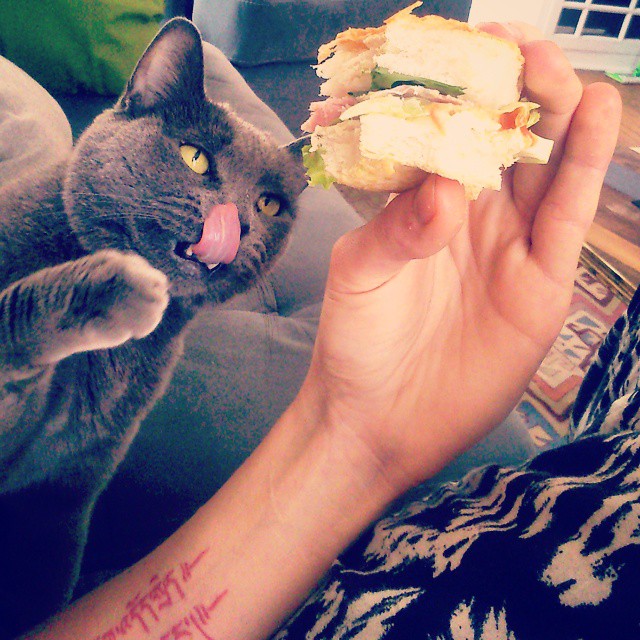 gato con hambre