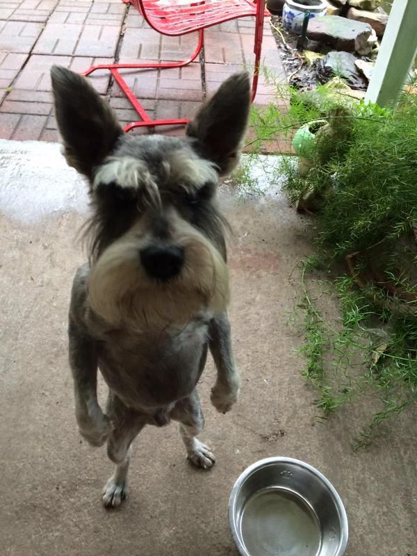 perro con cara de mala leche