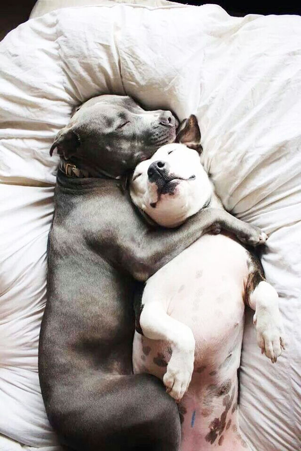 perros inseparables 10