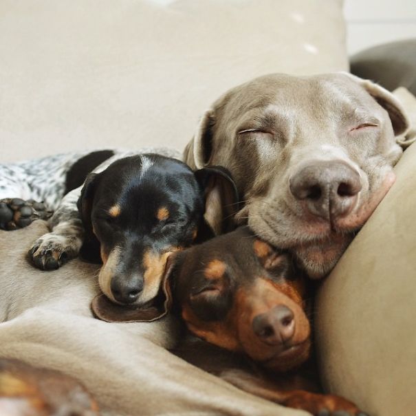 perros inseparables 11