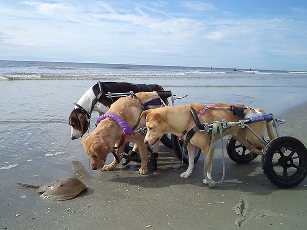 perros inseparables 12