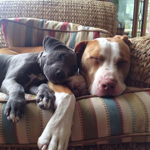 perros inseparables 16