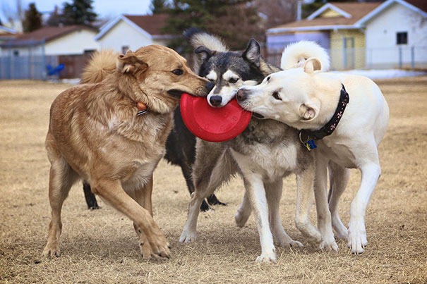 perros inseparables 17