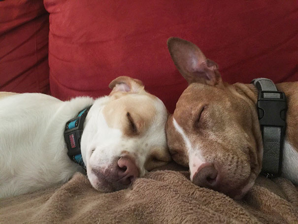 perros inseparables 18