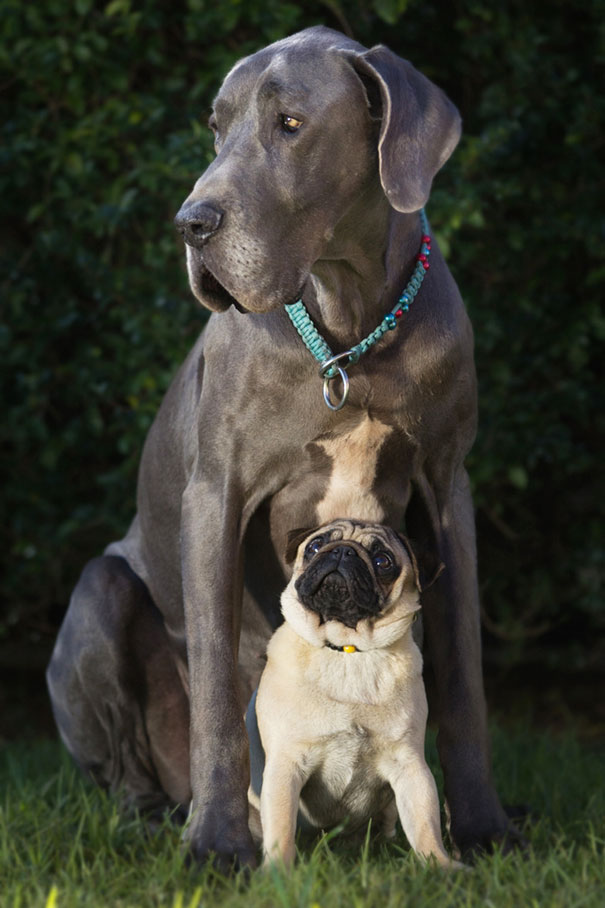 perros inseparables 19