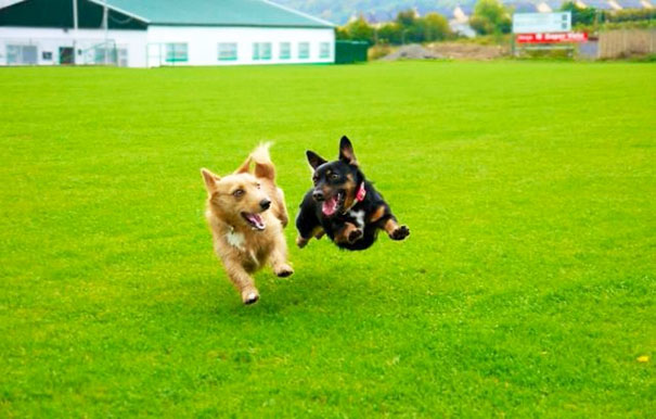 perros inseparables 20