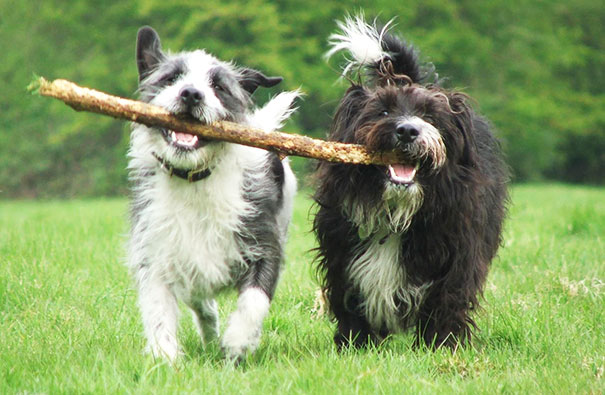 perros inseparables 21