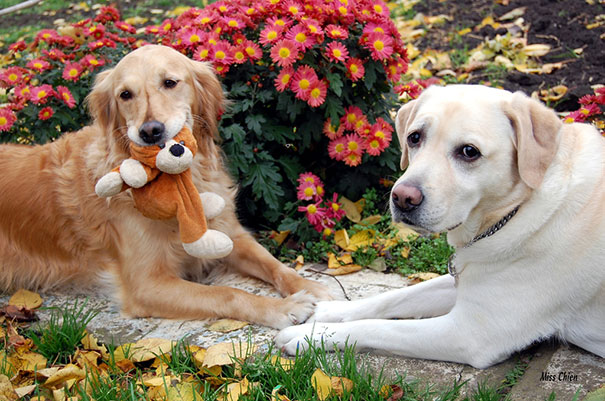perros inseparables 22