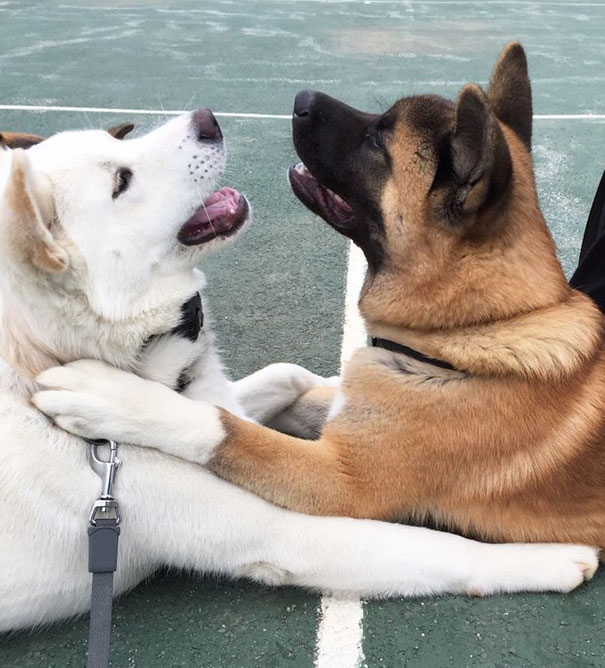 perros inseparables 23