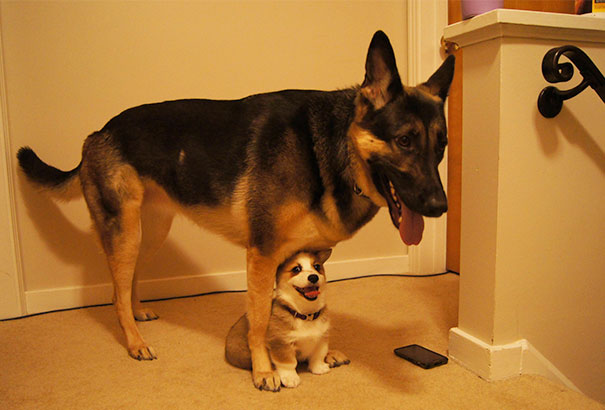 perros inseparables 24