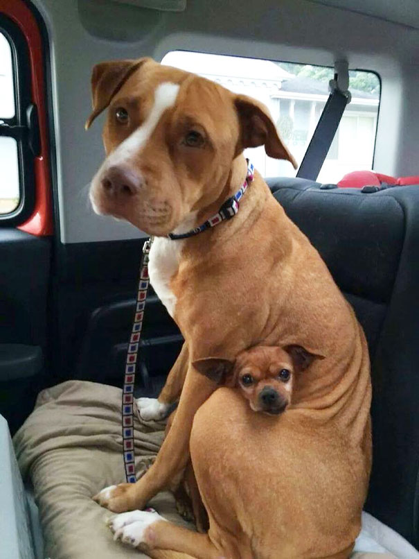perros inseparables 4
