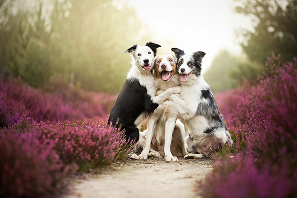 perros inseparables 6