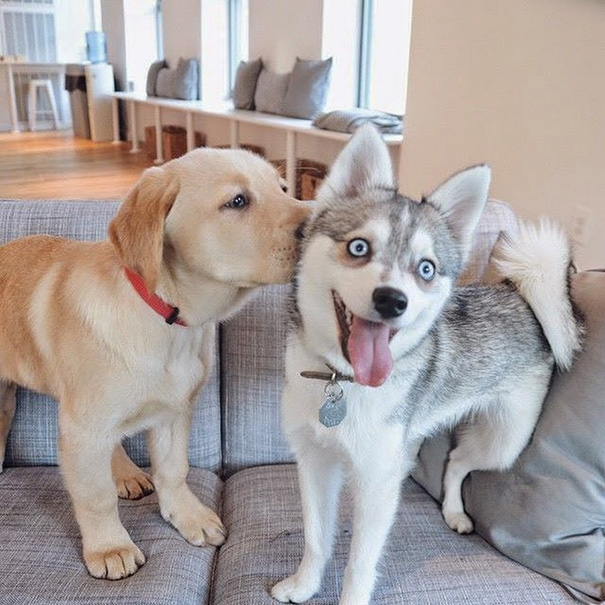 perros inseparables 7