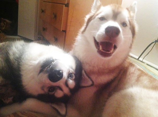 perros inseparables 8