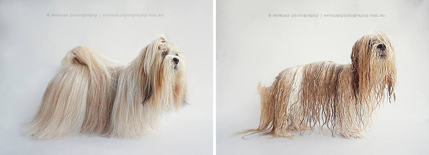 perros secos y mojados 4