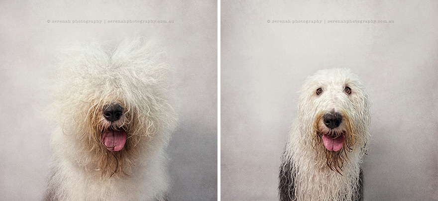 perros secos y mojados 5