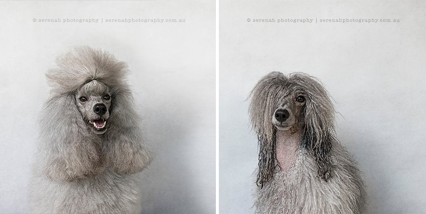 perros secos y mojados 7