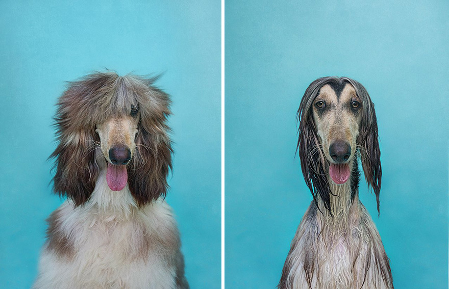 perros secos y mojados