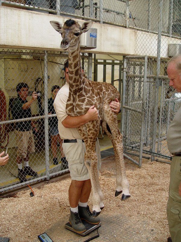 pesando a una jirafa